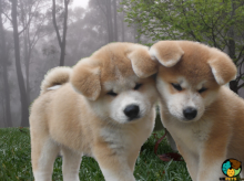 🟥🍁🟥 ADORABLE CANADIAN 💗🍀AKITA INU🐕🐕PUPPIES 🟥🍁🟥 Image eClassifieds4U