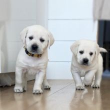 🟥🍁🟥 ADORABLE CANADIAN 💗🍀LABRADO🐕🐕PUPPIES 🟥🍁🟥 Image eClassifieds4U