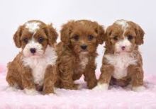 🟥🍁🟥 ADORABLE CANADIAN 💗🍀CAVAPOO🐕🐕PUPPIES 🟥🍁🟥 Image eClassifieds4U