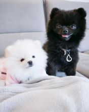 Pomeranian puppies for adoption Image eClassifieds4U