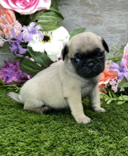 Purebred Pug puppies available now Image eClassifieds4u 2