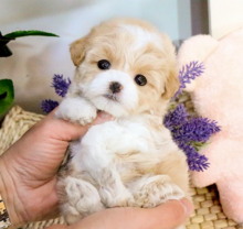 Teacup Maltipoo puppies available Image eClassifieds4u 1