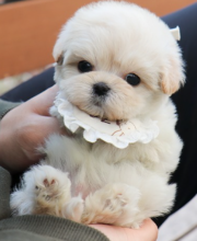 Teacup Maltipoo puppies available Image eClassifieds4u 1