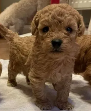 Teacup Maltipoo puppies available Image eClassifieds4u 2