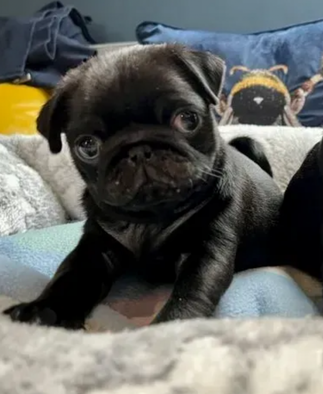 Purebred Pug puppies available now Image eClassifieds4u
