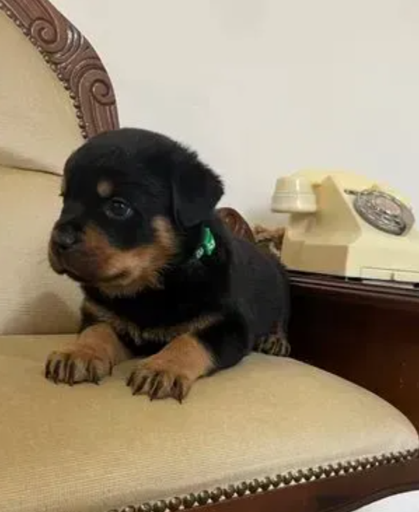 Purebred Rottweiler puppies available Image eClassifieds4u