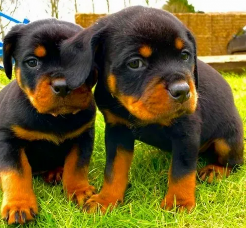 Purebred Rottweiler puppies available Image eClassifieds4u