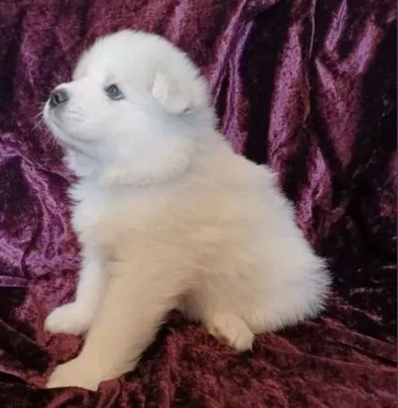 Snow white Samoyed puppies for sale Image eClassifieds4u