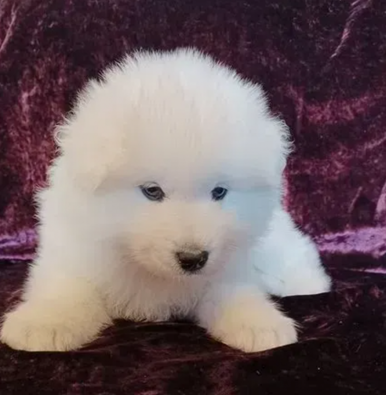 Snow white Samoyed puppies for sale Image eClassifieds4u