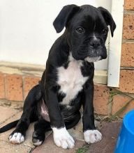 Adorable boxer puppy