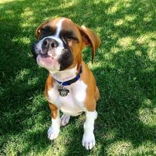 Adorable boxer puppy