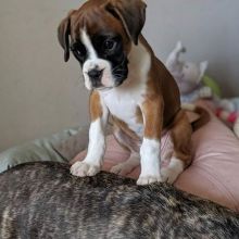 Adorable boxer puppy