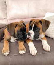 Adorable boxer puppy