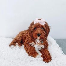 Adorable cavapoo puppies for adoption