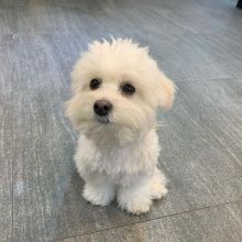 Adorable maltese puppies for adoption