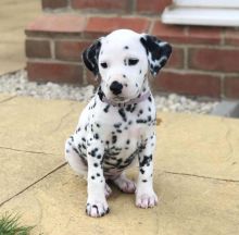 Beautiful Dalmatian Puppies