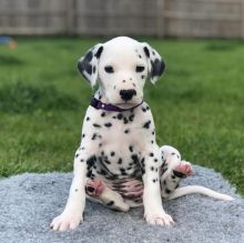 Beautiful Dalmatian Puppies