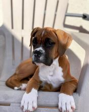 Boxer puppy