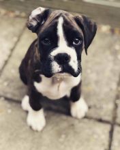 Boxer puppy