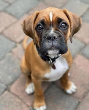 Boxer puppy