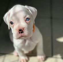 Boxer puppy