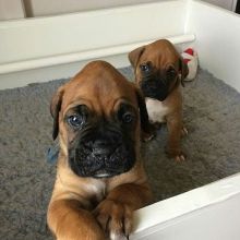 Boxer puppy