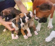 Boxer puppy