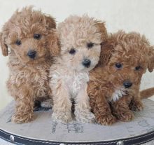 🟥🍁🟥 ADORABLE CANADIAN 💗🍀POODLE🐕🐕PUPPIES 🟥🍁🟥