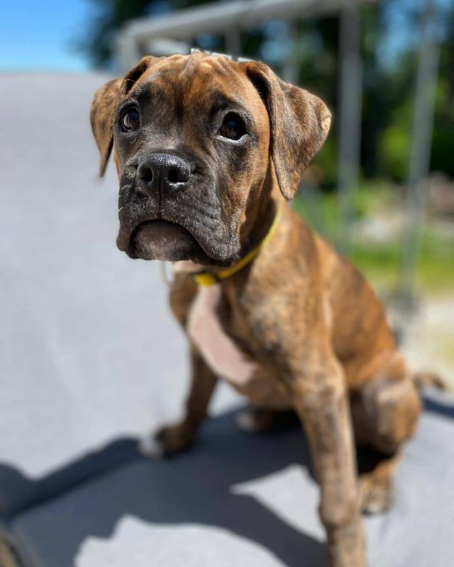 Adorable boxer puppy Image eClassifieds4u