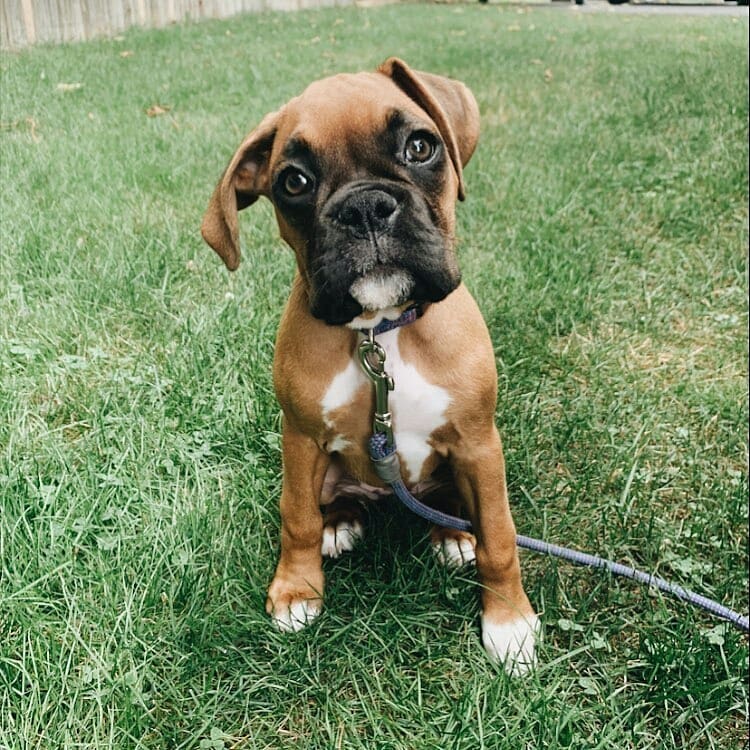 Adorable boxer puppy Image eClassifieds4u