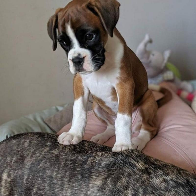 Adorable boxer puppy Image eClassifieds4u