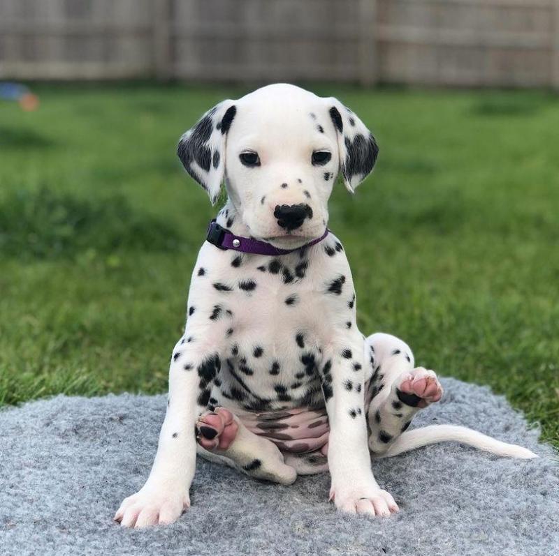 Beautiful Dalmatian Puppies Image eClassifieds4u