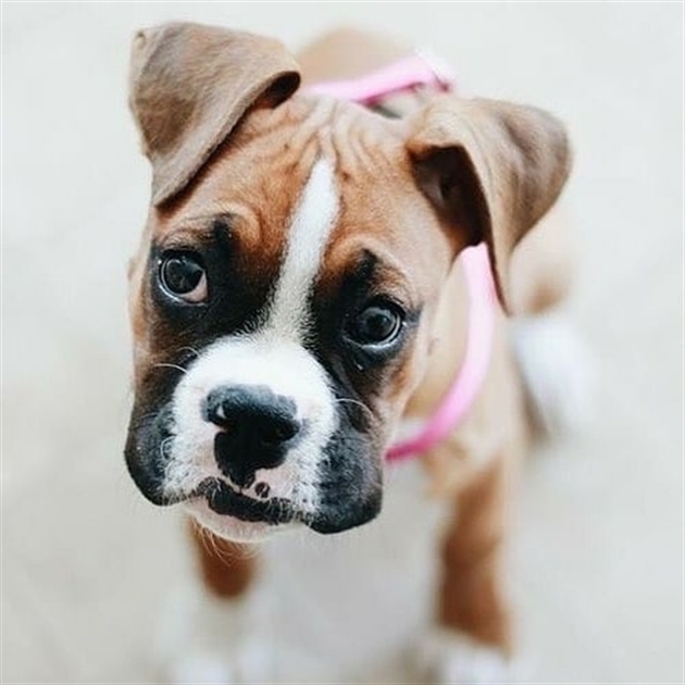 Boxer puppy Image eClassifieds4u