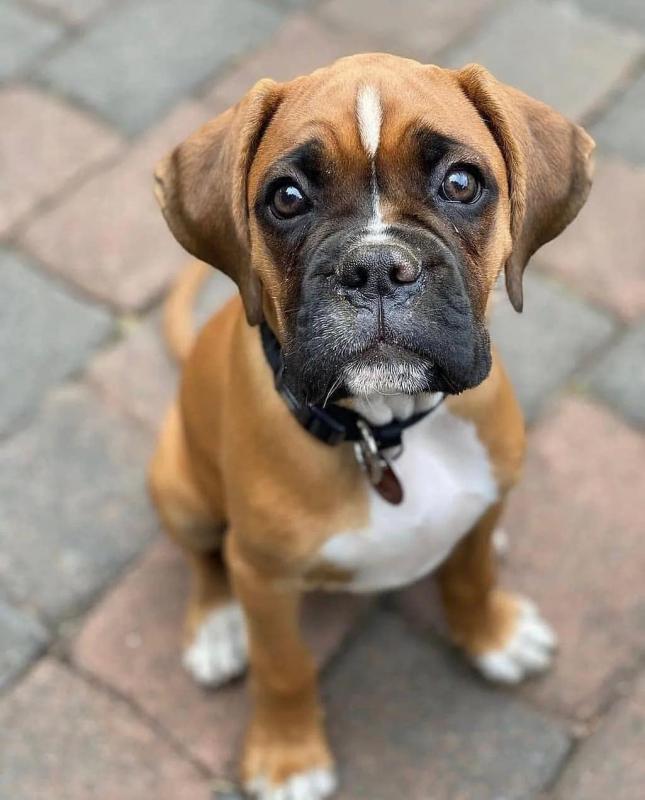 Boxer puppy Image eClassifieds4u