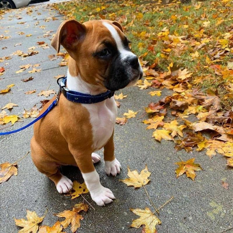 Boxer puppy for sale Image eClassifieds4u