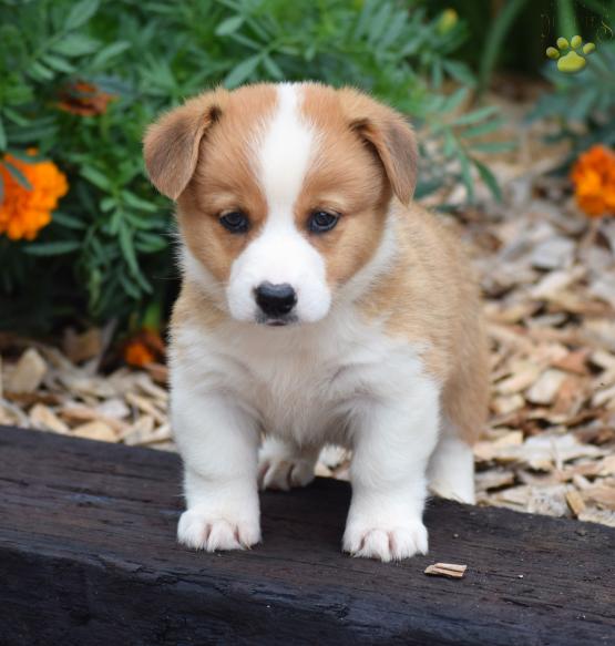 🟥🍁🟥 C.K.C MALE AND FEMALE PEMBROKE WELSH CORGI PUPPIES 🟥🍁🟥 Image eClassifieds4u