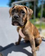 Adorable boxer puppy Image eClassifieds4U