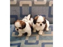 🟥🍁🟥 ADORABLE CANADIAN 💗🍀SHIH TZU🐕🐕PUPPIES 🟥🍁🟥 Image eClassifieds4U