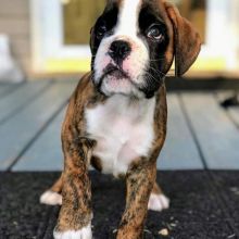 Boxer puppy Image eClassifieds4U
