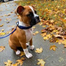 Boxer puppy for sale Image eClassifieds4U