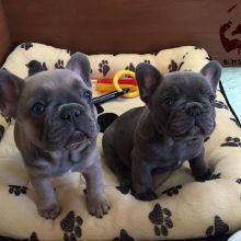 🟥🍁🟥 ADORABLE CANADIAN 💗🍀FRENCH BULLDOG🐕🐕PUPPIES 🟥🍁🟥 Image eClassifieds4U