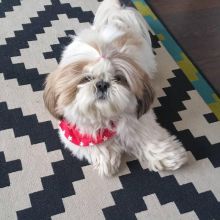 lovely shit tzu puppies for adoption Image eClassifieds4U