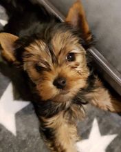 smart teacup yorkie puppies for adoption. Image eClassifieds4U