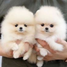 🟥🍁🟥 ADORABLE CANADIAN 💗🍀POMERANIAN🐕🐕PUPPIES 🟥🍁🟥 Image eClassifieds4U