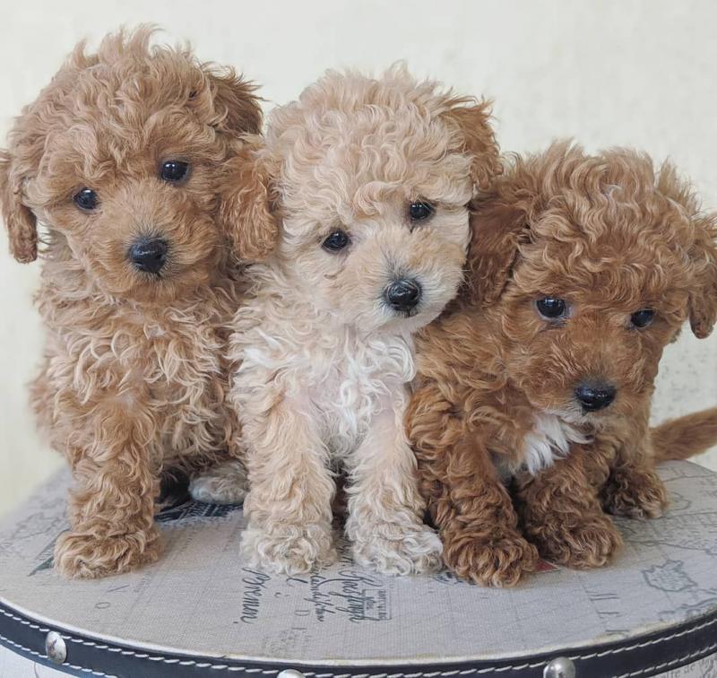 🟥🍁🟥 ADORABLE CANADIAN 💗🍀POODLE🐕🐕PUPPIES 🟥🍁🟥 Image eClassifieds4u