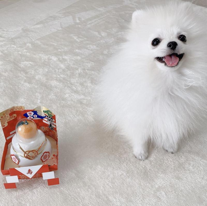 smart teacup pomeranian puppies for adoption, Image eClassifieds4u