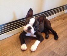 2 CKC Boston Terrier puppies for re-homing