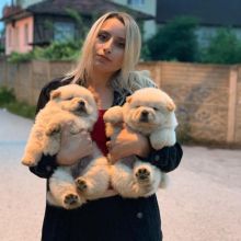Fantastic Ckc Chow Chow Puppies Available(montestheresa818@gmail.com)