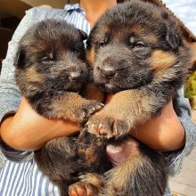 Smart German shepherd Puppies for Adoption( mellisamaria261@gmail.com)