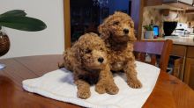Toy poodle puppy for adoption